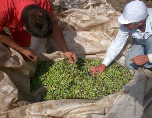 Removing the debris from collected olives before putting them in baskets